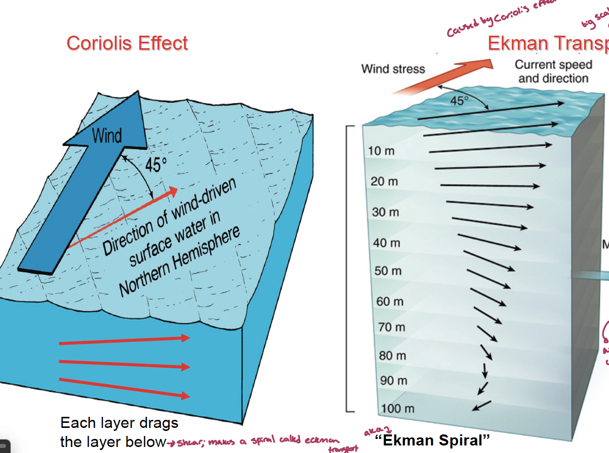 <p>caused by the coriolis effect, as winds push against the surface of a large body of water, shear force causes each layer of water to drag the layer below, leading to a spiral called ekman transport.</p><p>although theoretically the mean direction and flow of the water would be 90°, at the surface it is only 45° due to friction of the water</p>