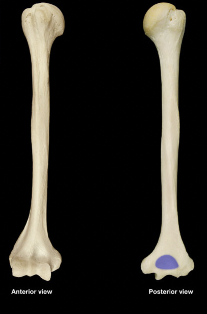 <p>(right humerus)</p>