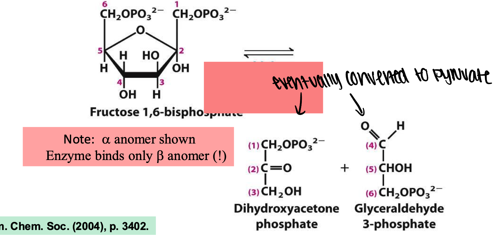 <p>enzyme catalyzes the reversible cleavage of fructose-1,6-bisphosphate into two three carbon sugars</p>