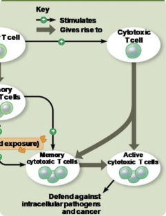 <p>The branch of adaptive immunity that involves the activation of cytotoxic T cells, which defend against infected cells</p>