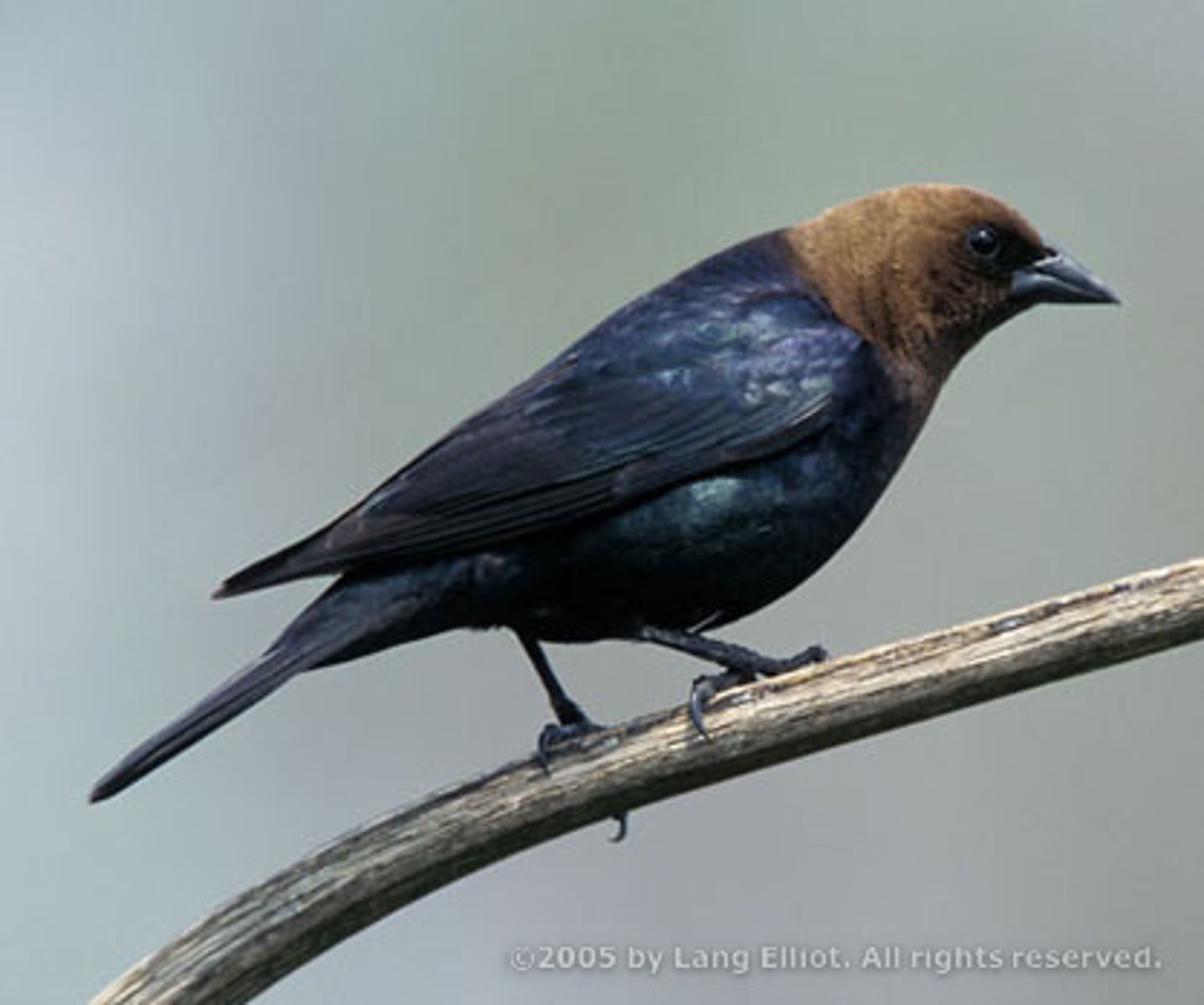 <p>Passeriformes</p><p>Dark-brown head with black body with green gloss</p>