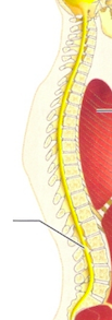 <p>Cavité vertébrale</p>