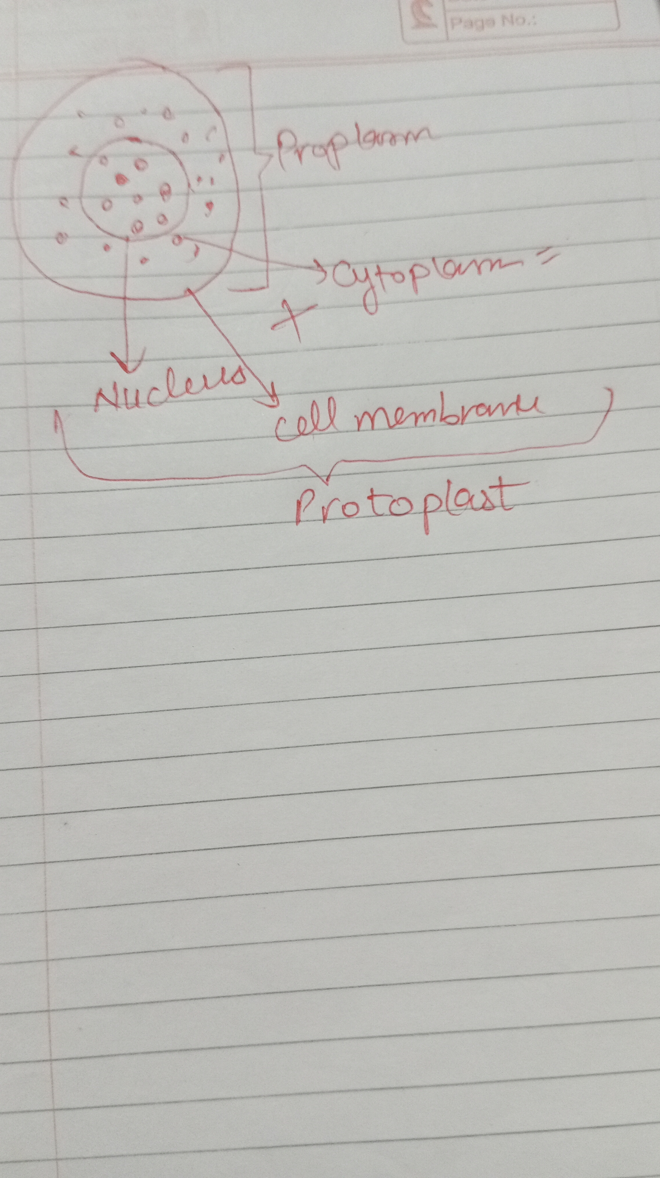 <p><strong>Protoplas</strong>m: the <em>product of nucleus and cytoplasm</em> is known as <strong>protoplasm</strong>.</p><ul><li><p><strong>Protoplast: </strong>cell without cell wall is called protoplast.</p></li><li><p>The product of protoplasm plus cell membrane is called protoplast</p></li></ul><p></p>