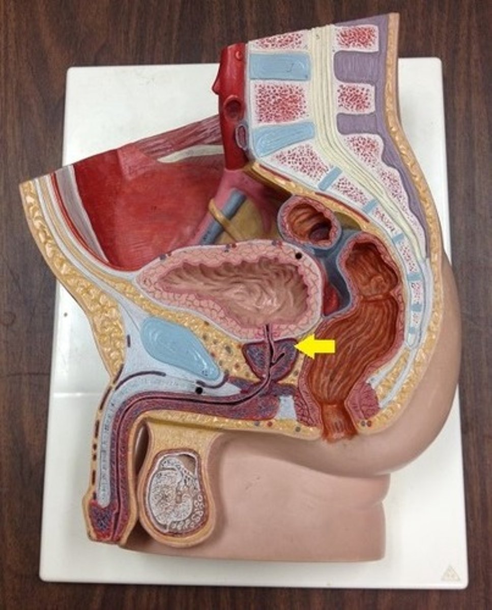<p>This walnut‑sized gland surrounds a portion of the urethra and produces some of the fluid in semen.</p>