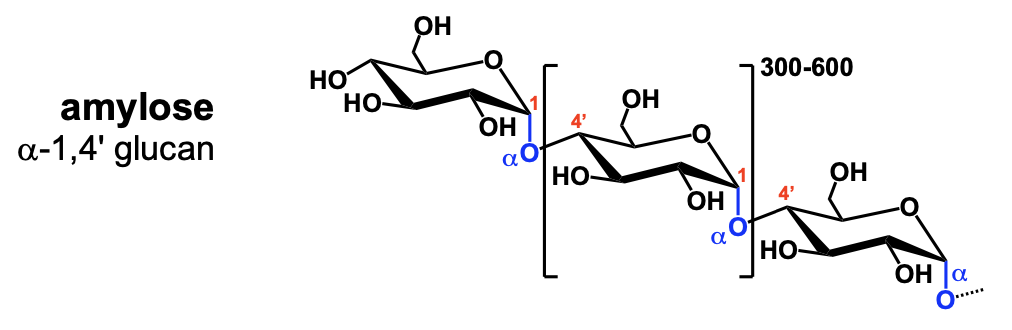 <p>amylose</p>