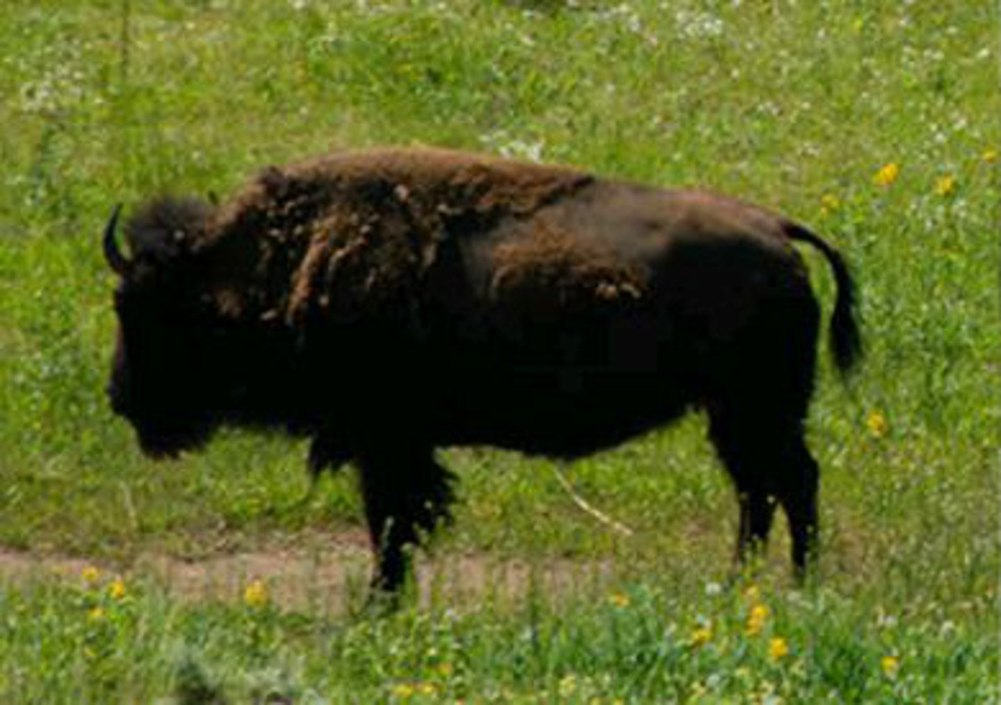 <p>Identify the species shown:</p>