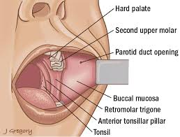 <p>Cheek region or mouth-related region.</p>