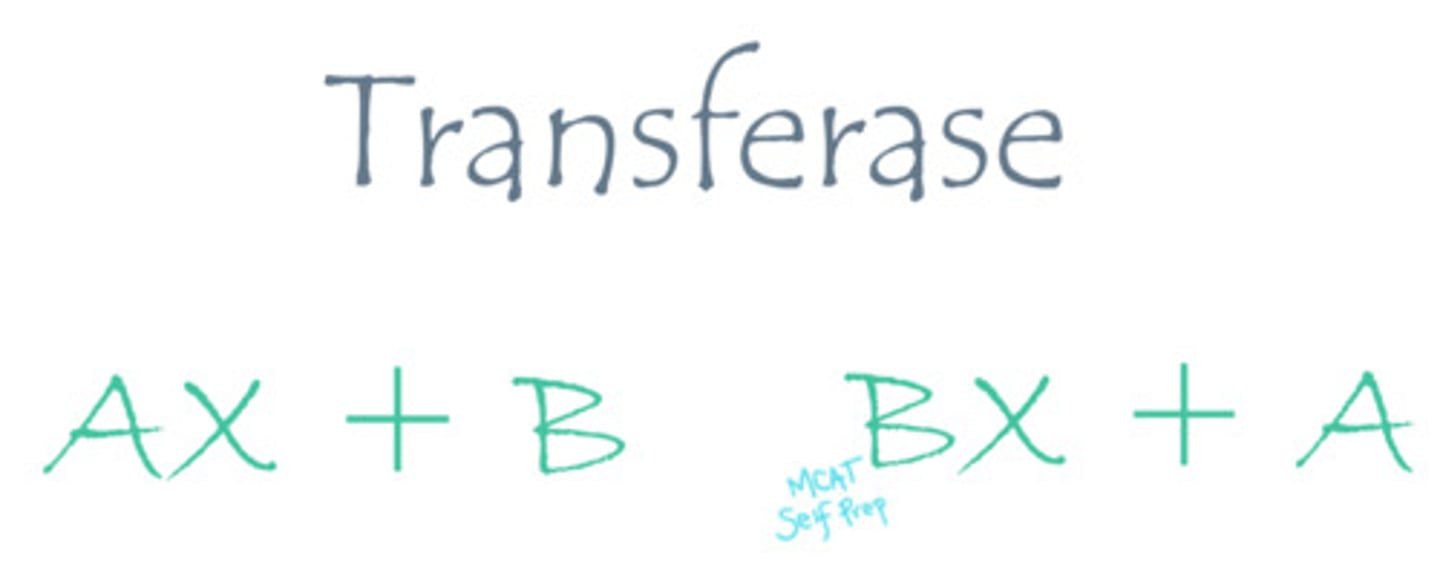 <p>Transferase enzymes catalyze the reaction of moving a functional group from molecule A to molecule B.</p>