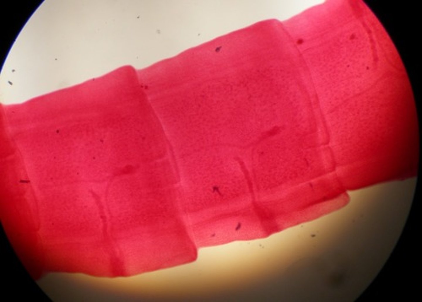 <p>containing both the male and female sex organs</p>