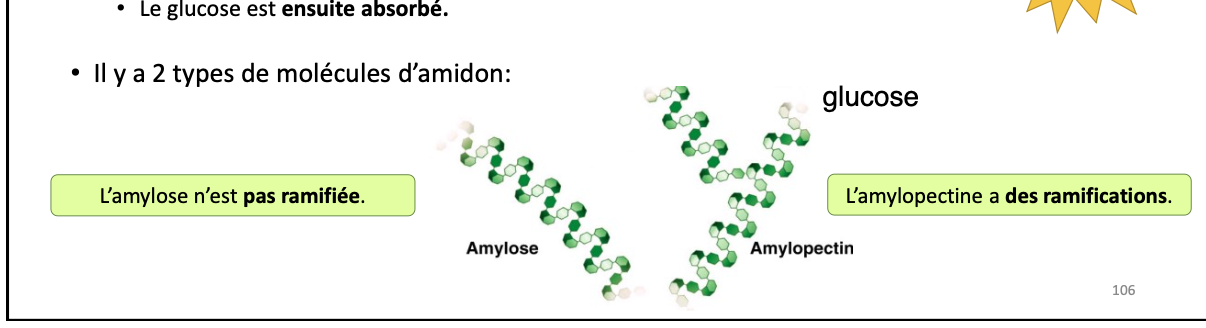 <ul><li><p>réserve de glucides trouvée chez végétaux (céréales, légumineuses, pommes de terre) = équivalent de notre glycogène</p></li><li><p>formé milliers monomères de glucose</p></li><li><p>dégradé en unités de glucose dans intestin (enzymes hydrologiques)</p><ul><li><p>glucose ensuite absorbé</p></li></ul></li></ul><p></p>