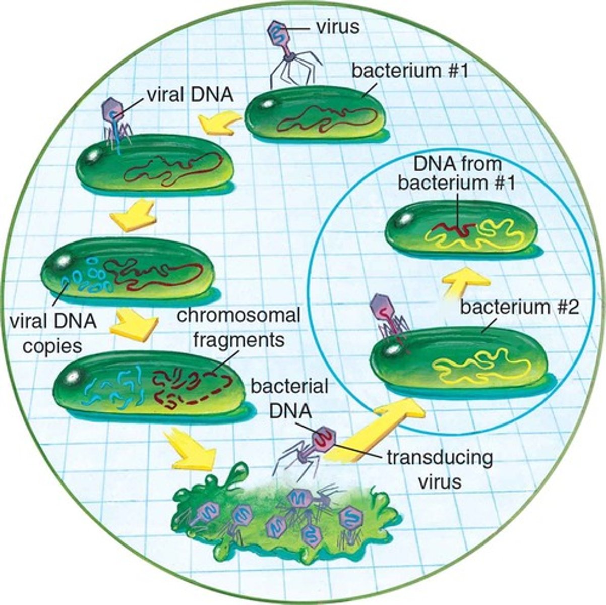 <p>Genetic recombination that requires a vector</p><p>Bacteriophage carries genetic info from one bacteria to another by mistake</p>