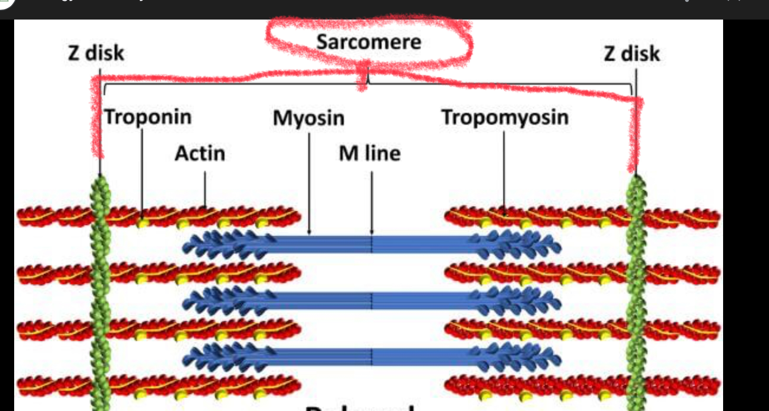 <p>Structural unit of a myofibril and the functional unit of muscle contraction</p>