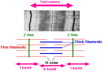 Myofibrils
- A-bands: anisotropic bands (dark bands)
- I-bands: Isotropic bands (light bands)
 - these make up skeletal muscle striated