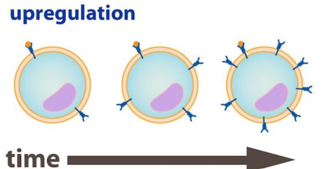 <p>Target cell inserts more receptors into the membrane</p><ul><li><p>Allows cells to carry responsiveness to signal molecules</p></li></ul><p></p>