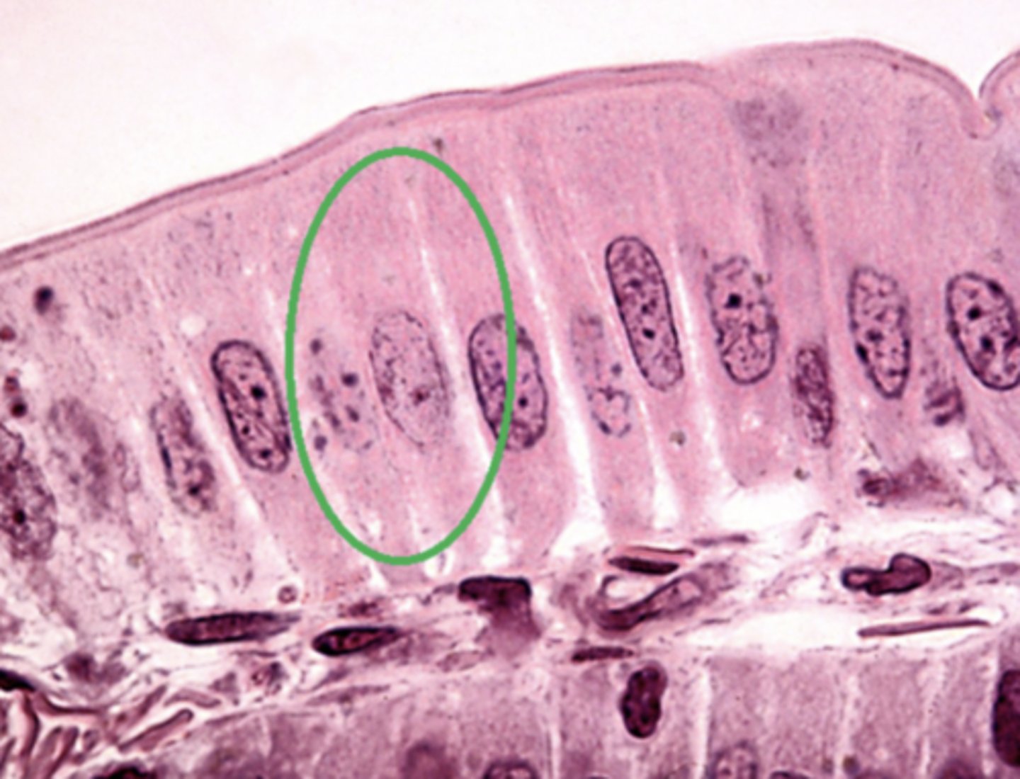 <p>Which type of cell is circled in green in the previous image (epithelial tissue):</p><p>Squamous</p><p>Cuboidal</p><p>Columnar</p>