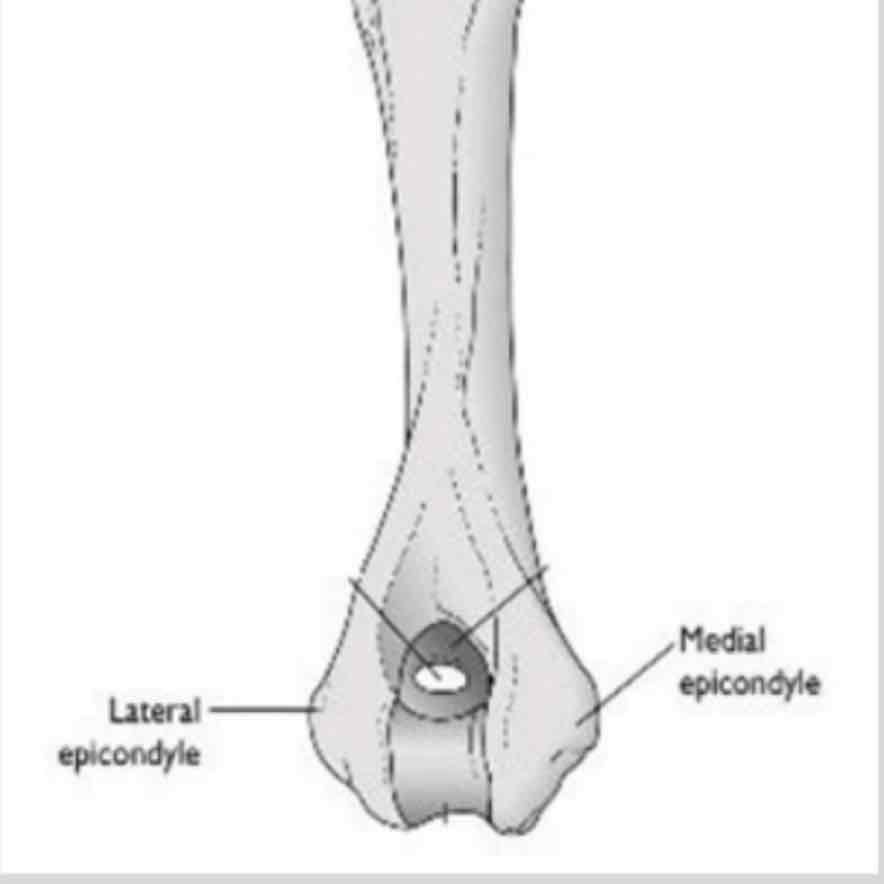 <p>cat #1 / raised area on/above a condyle, site of lig attach / medial &amp; lateral epicondyle of humerus</p>