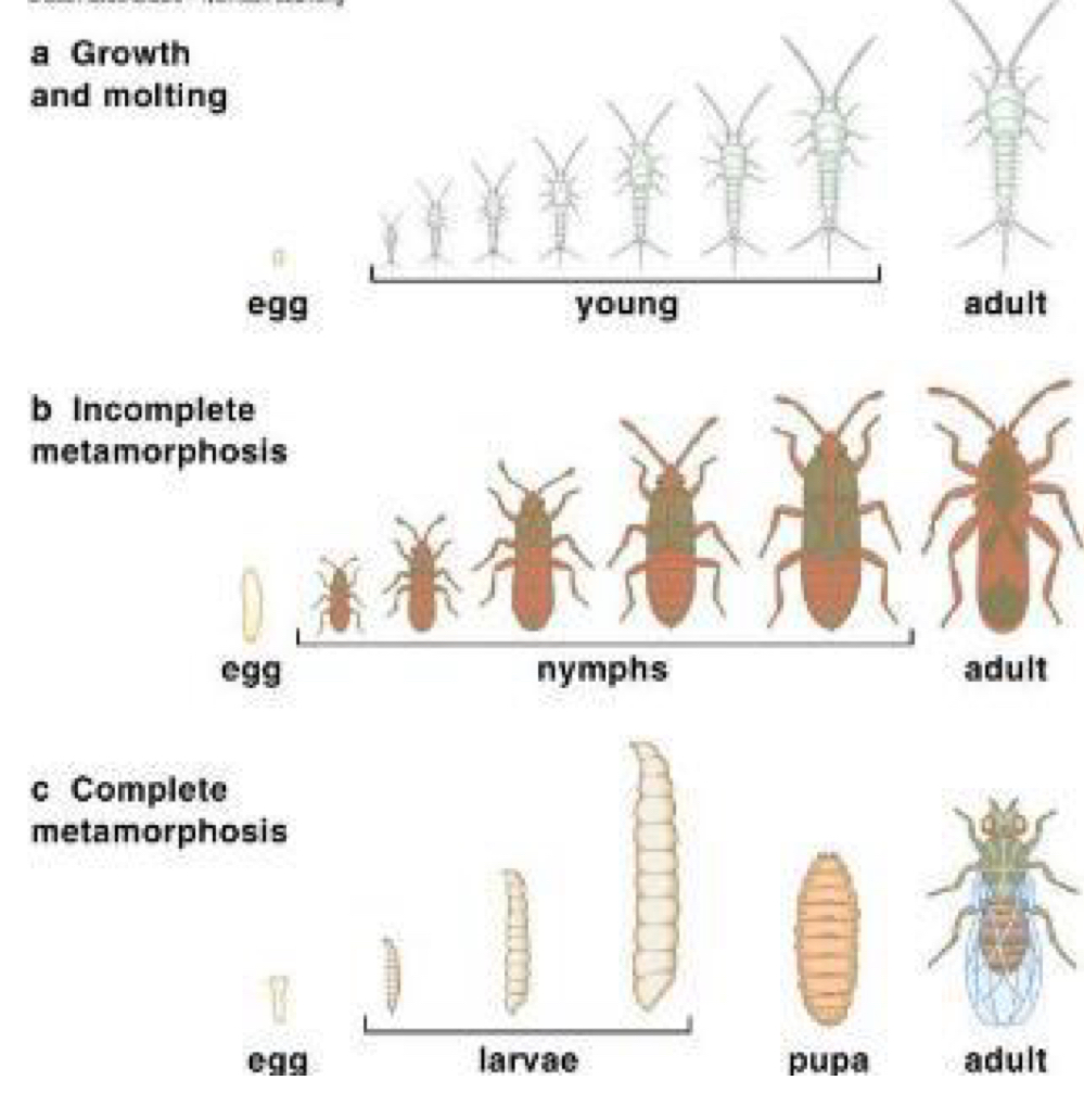 <p></p><ul><li><p>Ametabolous: Direct development</p></li><li><p>Hemimetabolous: Incomplete development</p></li><li><p>Holometabolous: Complete development</p></li></ul><p></p>
