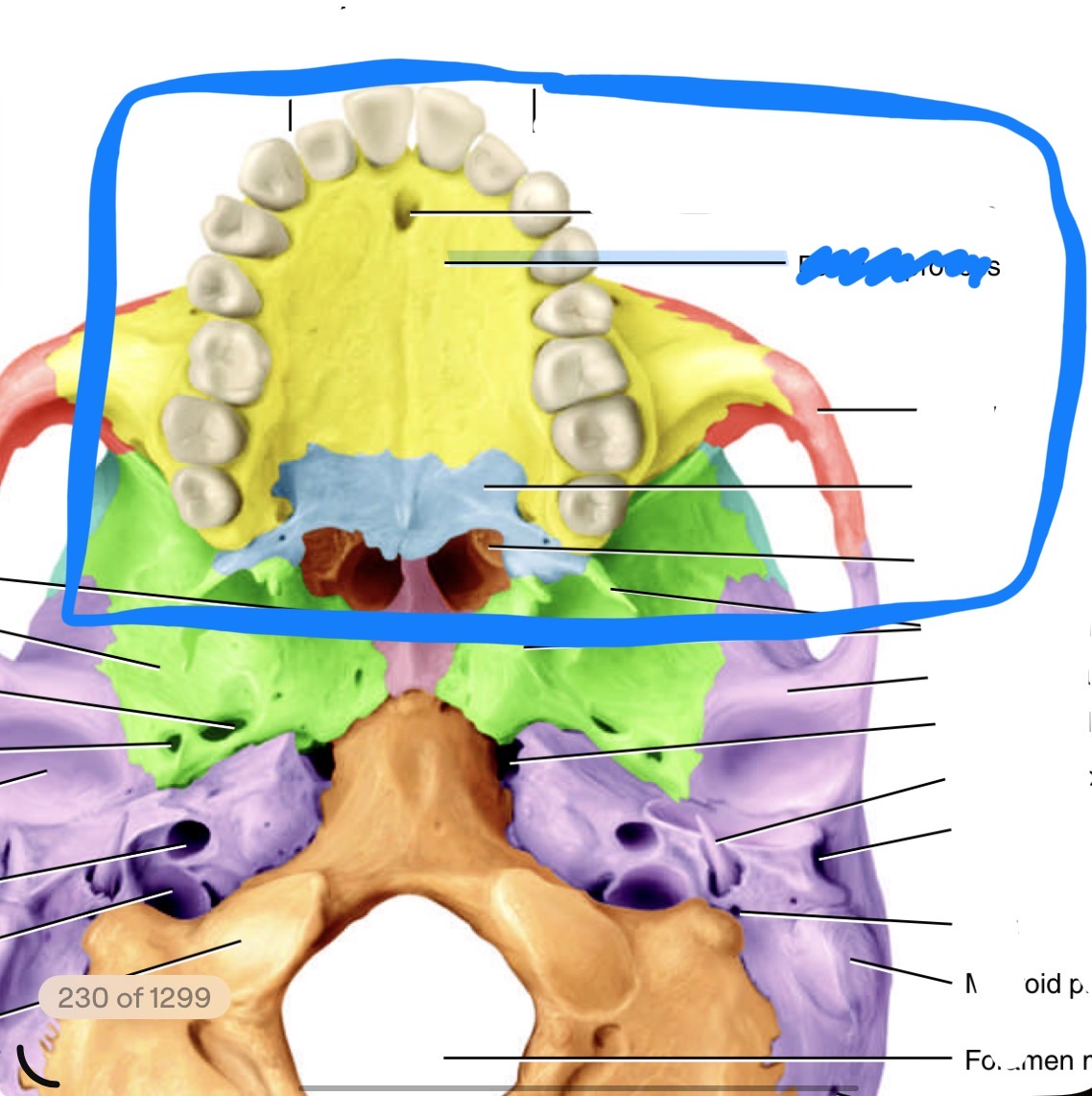 <p>What is the name of tho marking on the maxilla bone </p>