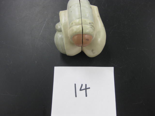 <p>Body Systems</p><p>Lab Image 1-21</p>