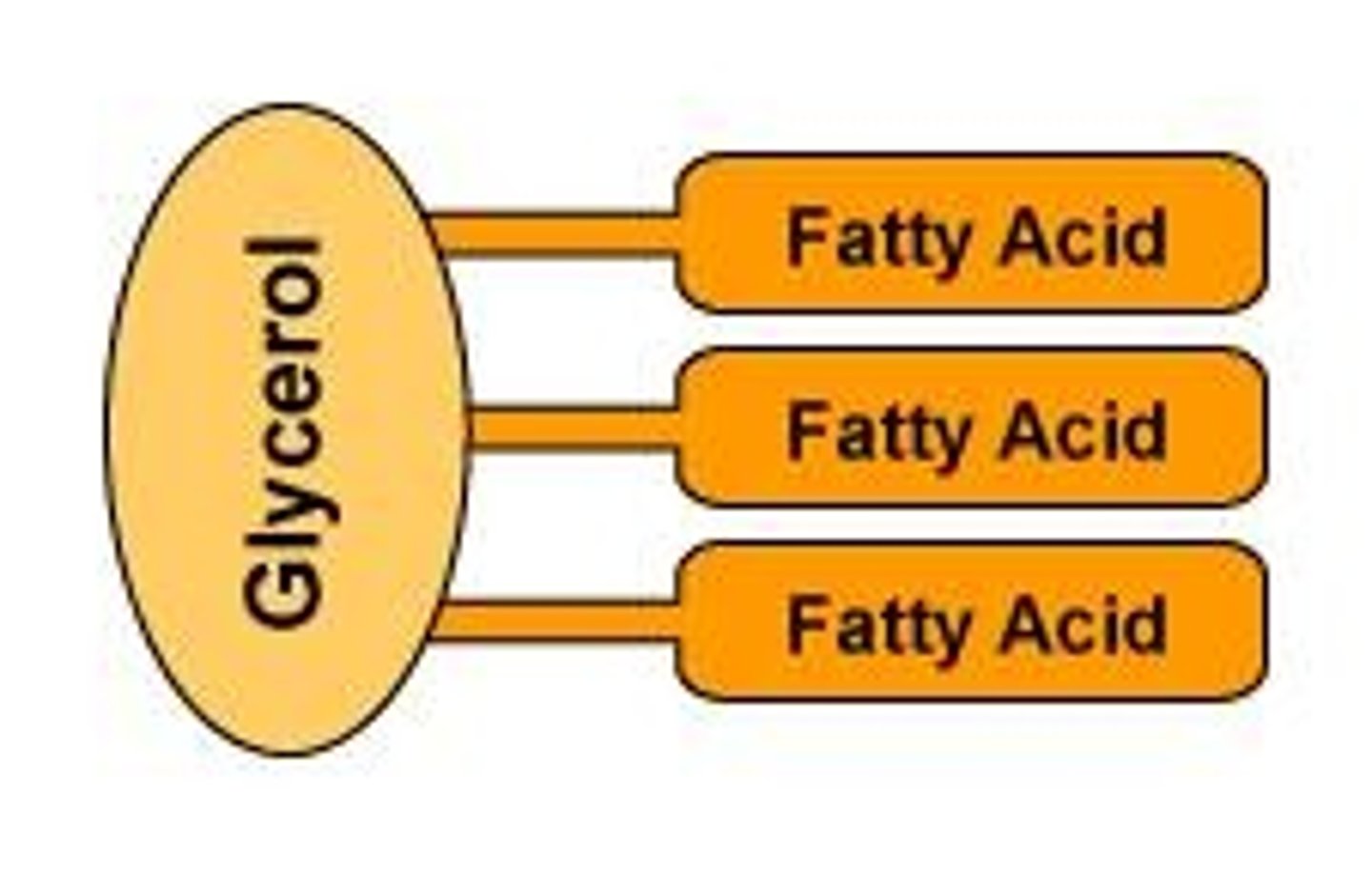 <p>consists of two main components—glycerol and fatty acids</p>