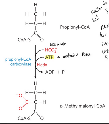 <ul><li><p><span style="background-color: transparent;">propionyl-CoA carboxylase = catalyzes the carboxylation of propionyl-CoA to form D-methylmalonyl-CoA</span></p></li><li><p><span style="background-color: transparent;">Requires the cofactor biotin</span></p></li><li><p><span style="background-color: transparent;">Requires ATP and bicarbonate</span></p></li></ul><p></p>