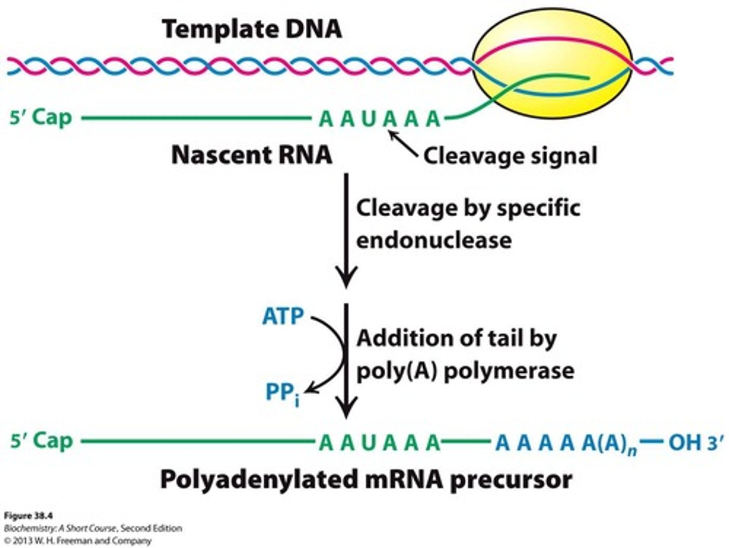 <p>A stretch of polyadenylate added to the 3' end of pre-mRNA, typically about 250 nucleotides long.</p>
