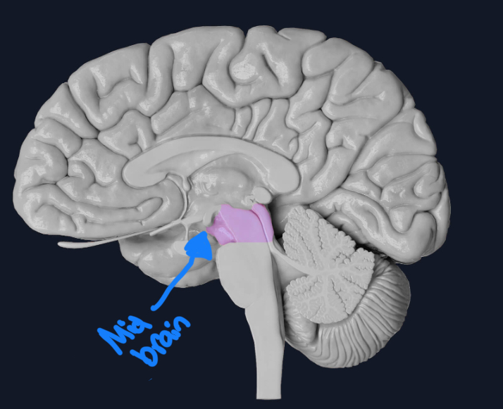 <p>Midbrain </p>