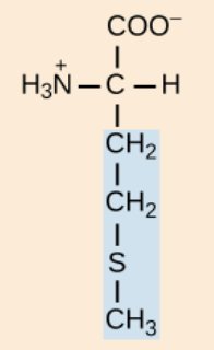 <p>nonpolar,aliphatic R group</p>