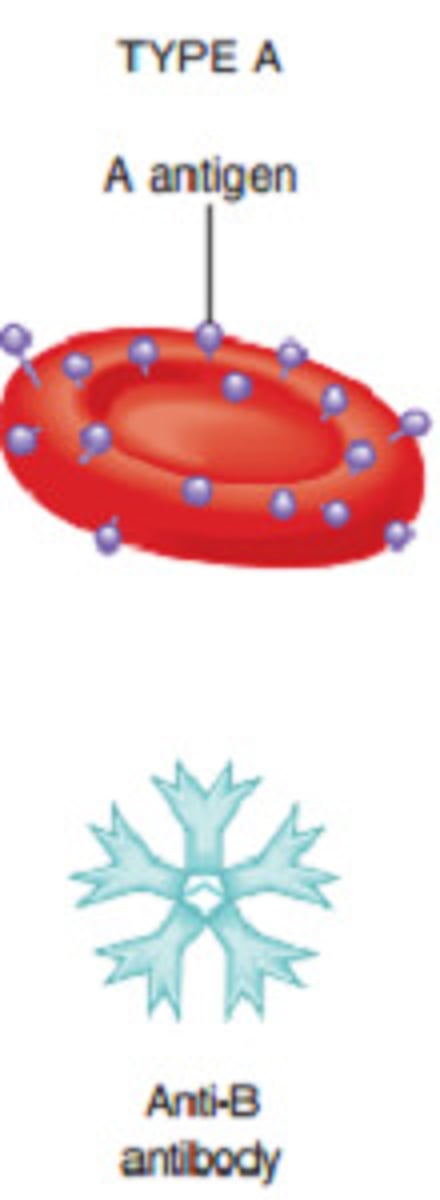 <p>A Antigen on surface</p><p>Anti-B antibody in blood plasma</p><p>Can Receive Blood from those with Type A or Type O</p>