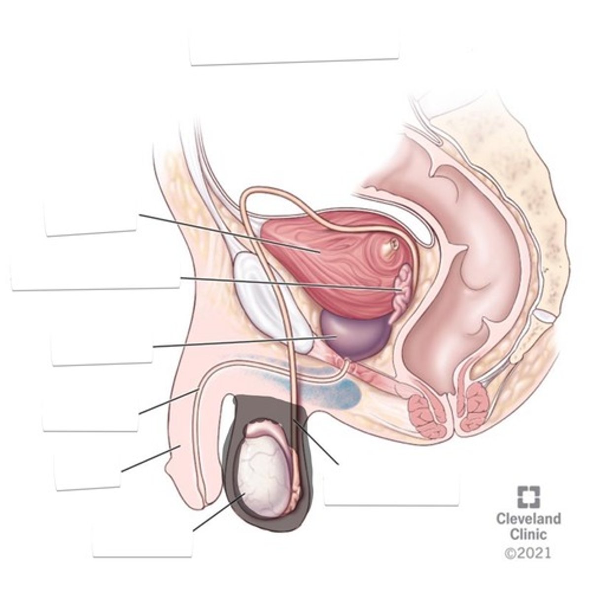 <p>Sac that holds the testes</p>