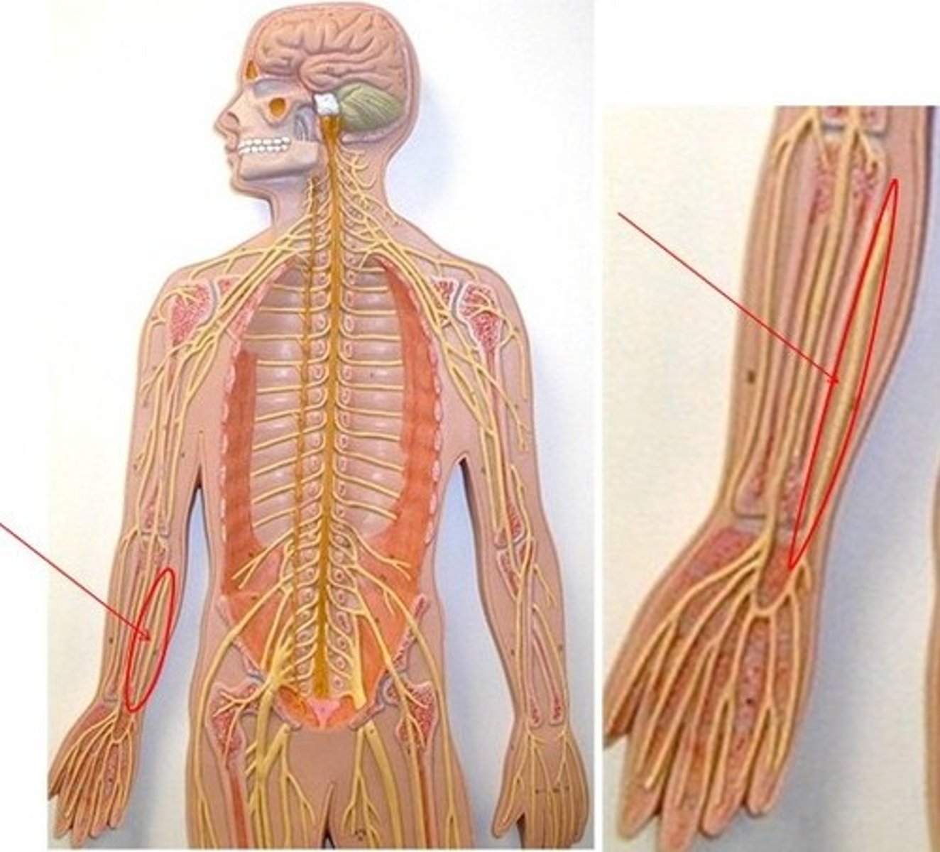 <p>Innervates hand muscles and medial hand skin.</p>