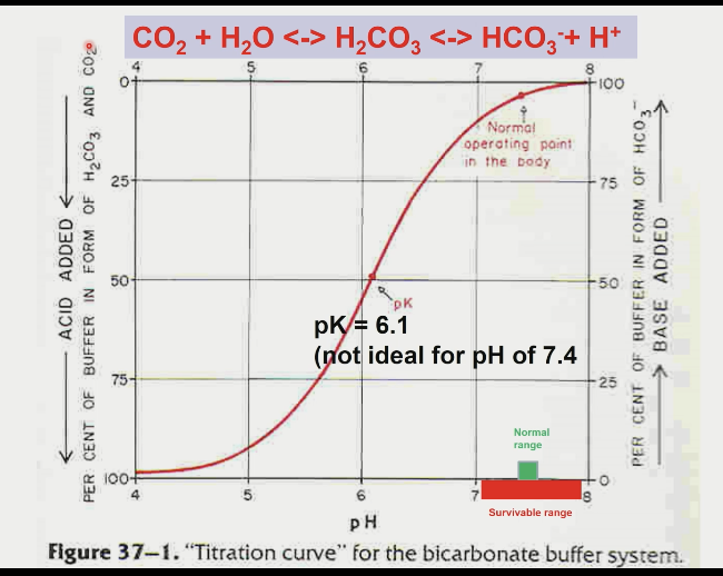 \- much more base (20x) compared to acid

\- CO2 can be increased by changing respiration (alveolar ventilation) and can be trapped to add acid to body quickly

\- pH = pK then 50% exists as HCO3- and 50% exists as CO2 (pH = 6.1 and u would be dead)

\- pH = 7.4 then 95% exists as HCO3- and 5% exists as CO2 (good for accepting H+ but bad for donating H+) 