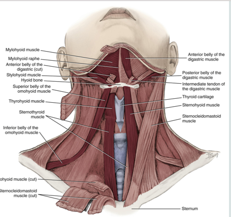 <ul><li><p>purpose is to <strong>elevate </strong>the hyoid bone</p></li><li><p>digastric</p></li><li><p>mylohyoid</p></li><li><p>stylohyoid</p></li><li><p>geniohyoid</p></li></ul><p></p>