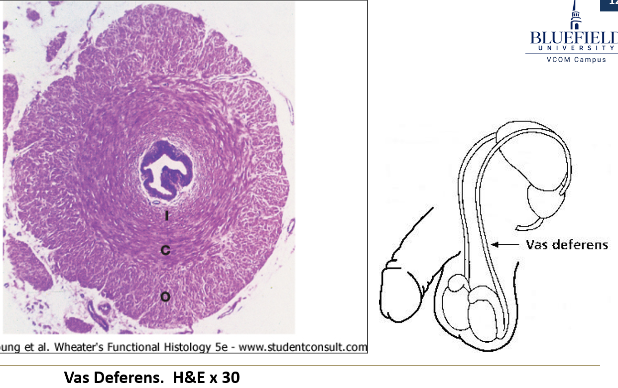 <p>It connects the <strong>epididymis to the urethra</strong> and <strong>stores/transports sperm</strong>.</p>