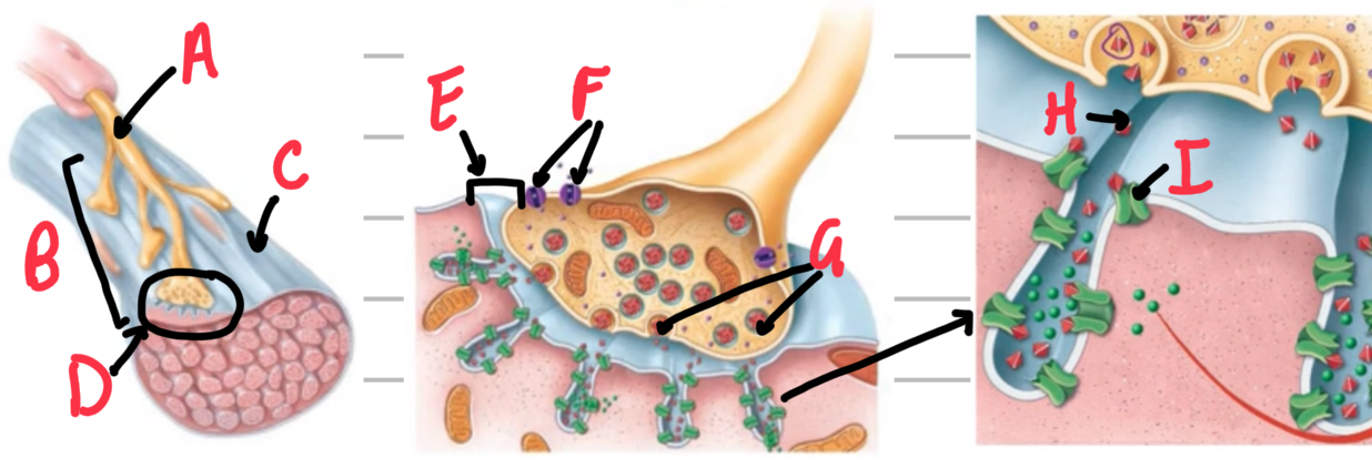 <p>Name these structures of neuromuscular junction. </p>