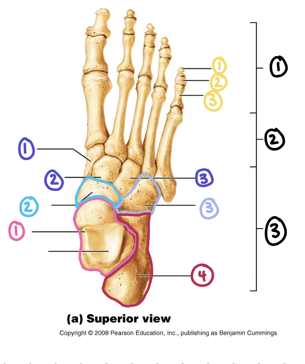 <p>bones of the foot - 2 black</p>