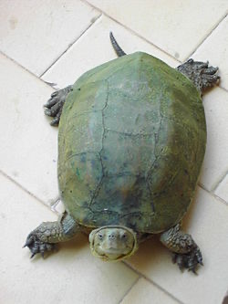 <p>Asian pond turtle</p>