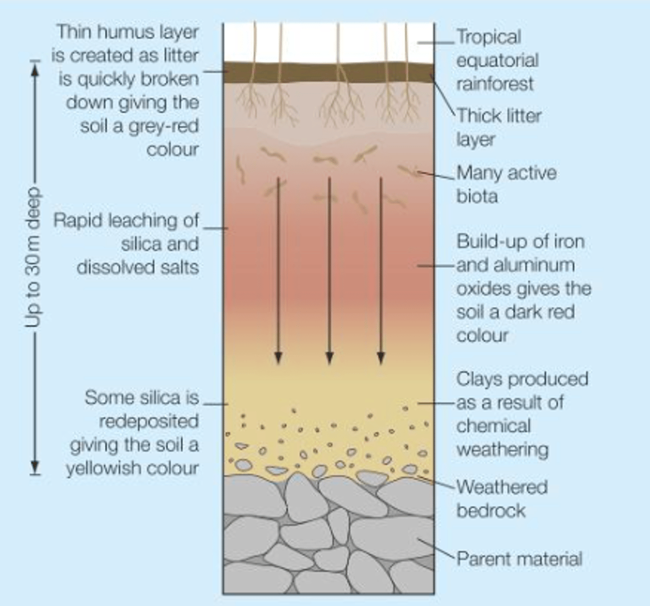 <p>= fully developed soils<br><br>--&gt; in a state of dynamic equilibrium with the climate, vegetation, and parent rock, developed over a significant period of time<br><br>... often covers a wide geographical area</p>