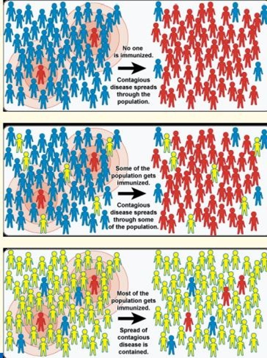 <p>The resistance to the spread of a contagious disease within a population that results if a sufficiently high proportion of individuals are immune to the disease, especially through vaccination.</p><p>This is achieved when immunisation programs reach sufficiently high coverage of target population to interrupt transmission in the community.</p><p>Herd immunity protects people who are unable to be vaccinated.</p>