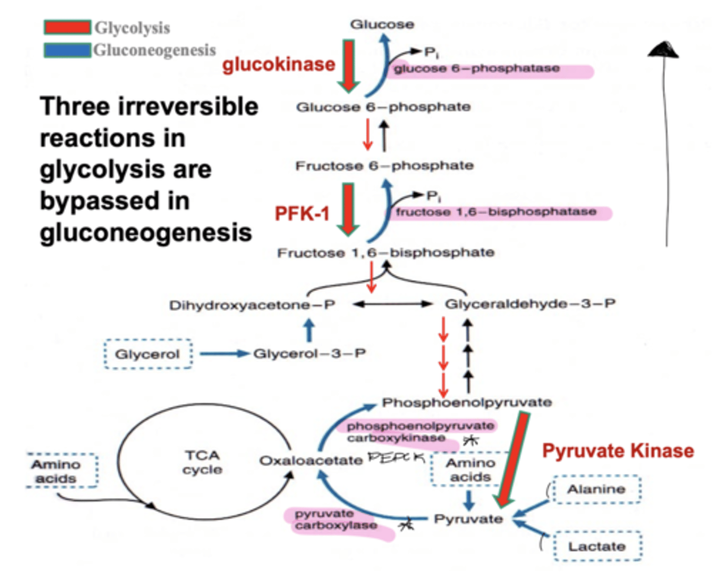<p>hexokinase</p><p>-glucose 6-phosphatase</p><p>PFK-1</p><p>-fructose 1,6-bisphosphatase</p><p>pyruvate kinase</p><p>-PEPCK</p><p>-pyruvate carboxylase</p>