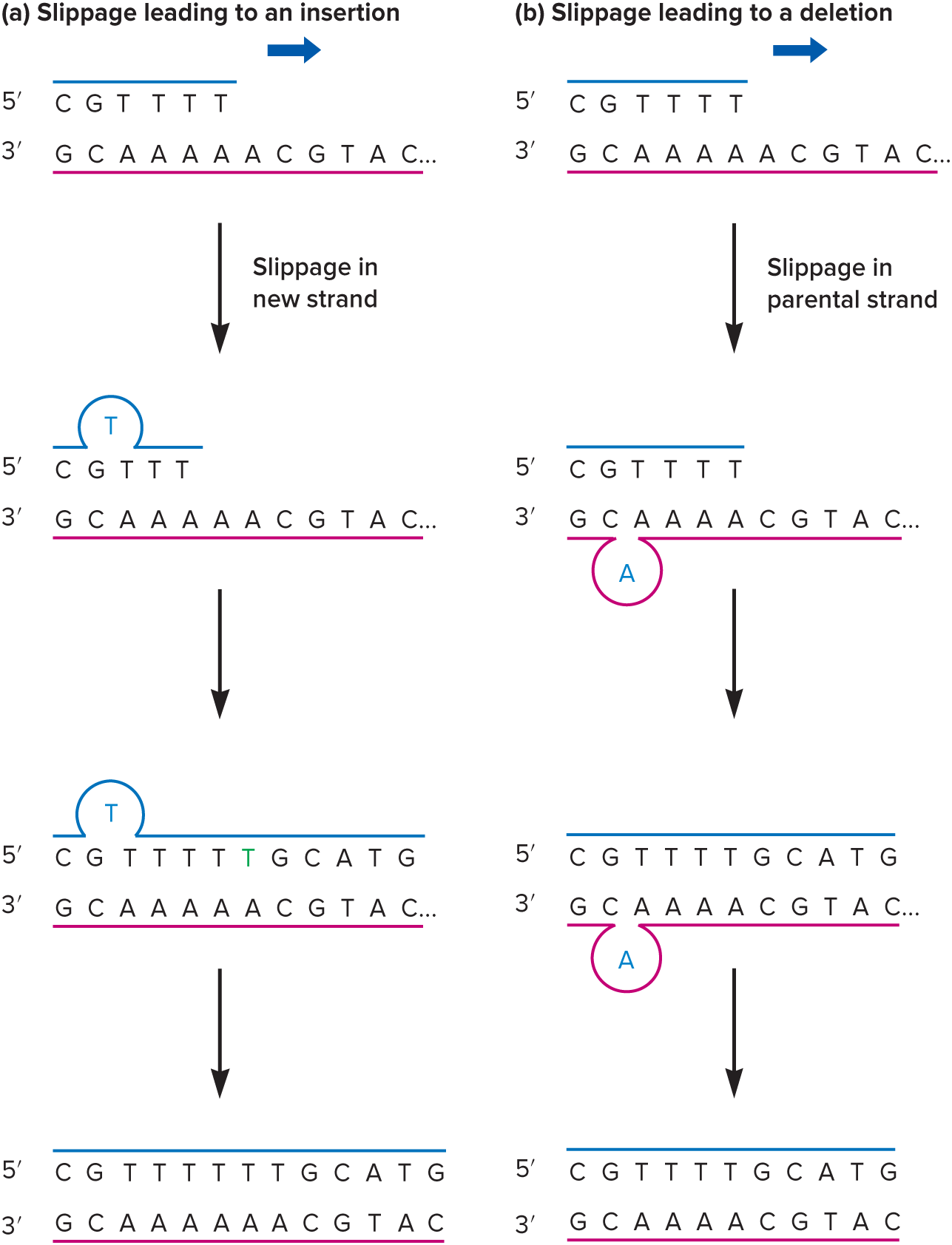 <p>Replication errors that result in insertion or deletion of nucleotides typically occur when there is a short stretch of ( ) nucleotides, especially ( ) base pairs.</p>