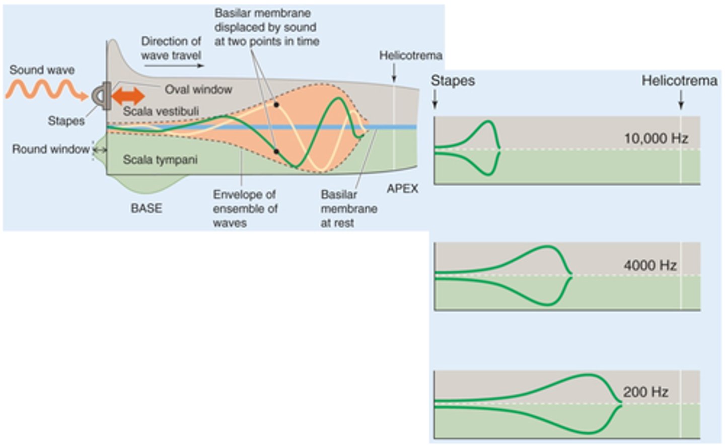 <p>Different frequency sounds cause maximal ___________ of the _______ membrane in different regions</p>