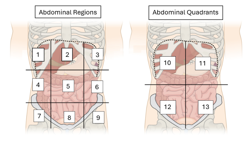 <p>Right Lumbar Region</p>