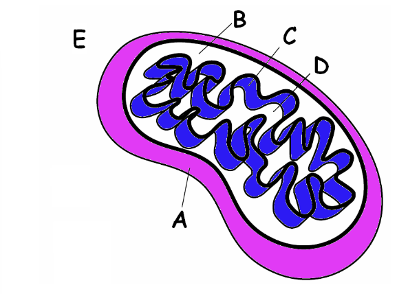 <p>Label the parts</p>