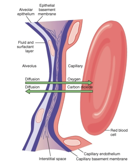 <ol><li><p>Layer of fluid (mostly surfactant)</p></li><li><p>Alveolar epithelium</p></li><li><p>Epithelial basement membrane</p></li><li><p>Thin interstitial space between alveolus & capillary</p></li><li><p>Capillary basement membrane</p></li><li><p>Capillary endothelial membrane</p></li></ol><p>Additional slide details:</p><ul><li><p>Membrane thickness <strong>0.2–0.6 μm</strong></p></li><li><p>Surface area <strong>~70 m²</strong> in average male</p></li><li><p>60–100 mL blood spread over <strong>25 × 30 ft floor</strong></p></li></ul><p></p>