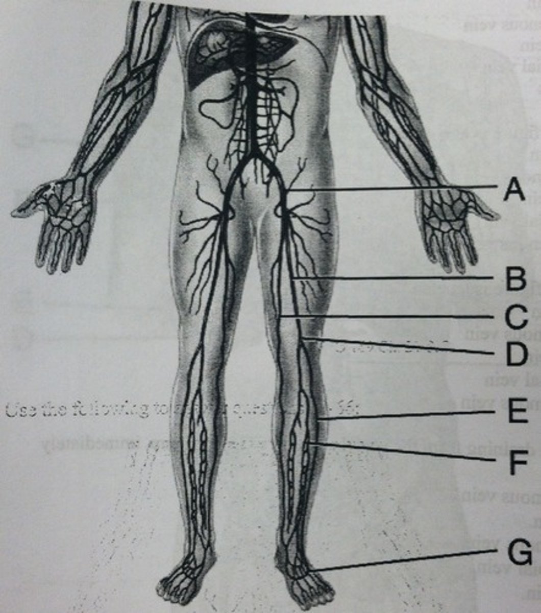 <p>medial from F</p><p>blue</p>