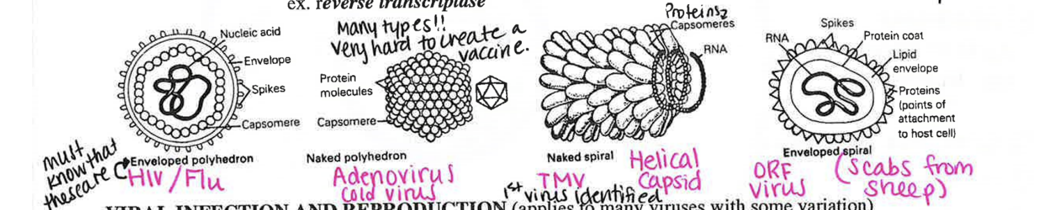 <p>Enveloped polyhedron</p><ul><li><p>ex. HIV/Flu</p></li></ul><p>Naked polyhedron</p><ul><li><p>ex. Adenovirus, cold virus</p></li></ul><p>Enveloped spiral</p><ul><li><p>TMV, helical capsid</p></li></ul><p>Naked spiral</p><ul><li><p>ORF virus (scabs from sheep)</p></li></ul><p></p>