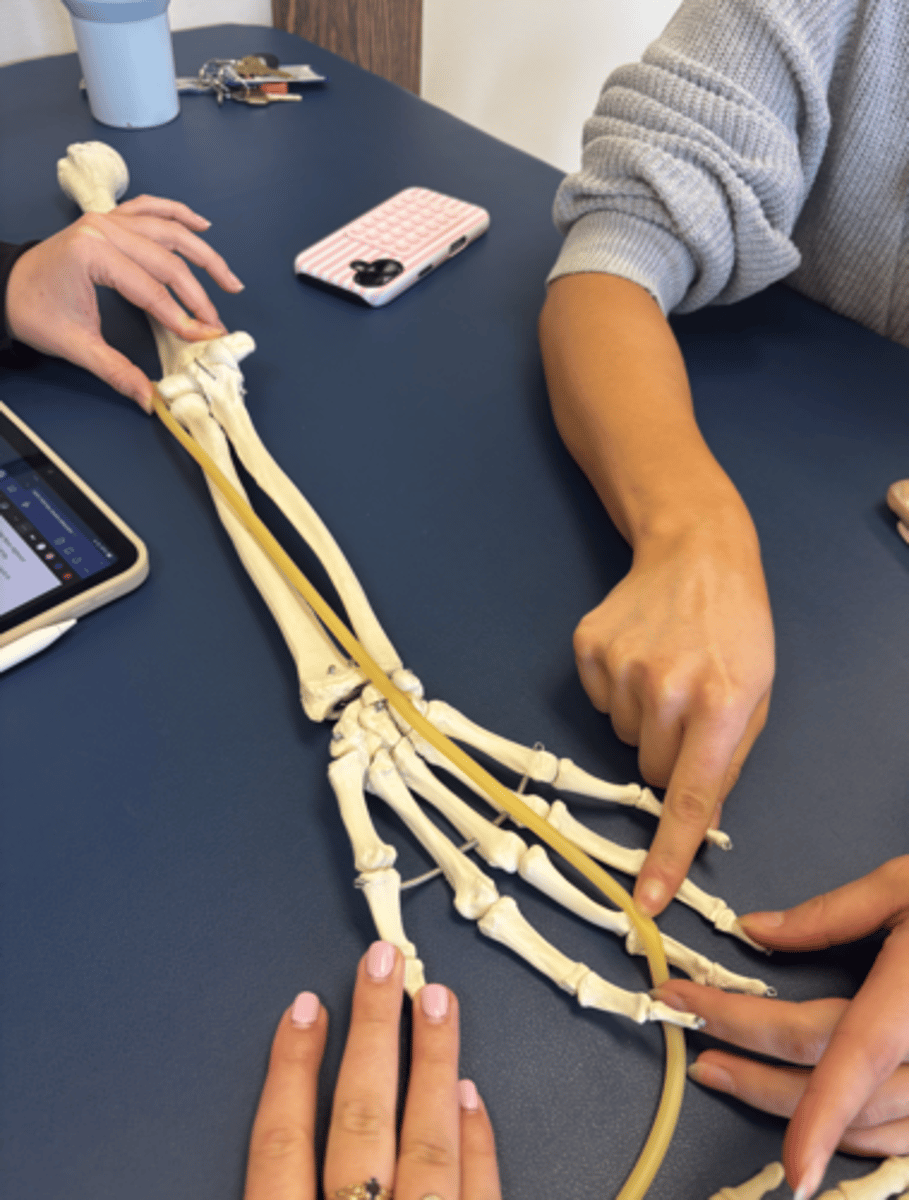 <p>What is this muscle?</p>