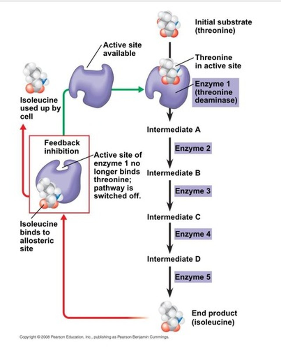 <p>It inhibits enzyme 1 in the metabolic pathway converting threonine to isoleucine.</p>