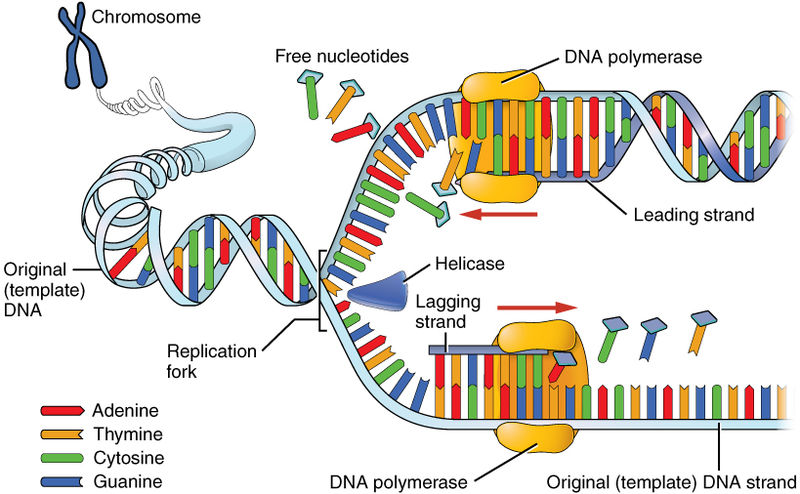 <ul><li><p>the process of copying and duplicating a DNA molecule</p><ul><li><p><strong>helicase</strong> unwinds the DNA strands</p></li><li><p><strong>primase </strong>attaches a <strong>primer</strong></p></li><li><p><strong>DNA polymerase</strong> extends the primer by adding complementary <strong>nucleotides</strong></p></li></ul></li><li><p><strong>semiconservative </strong>- the new molecule consists of one original and one newly created strand</p></li></ul><p></p>